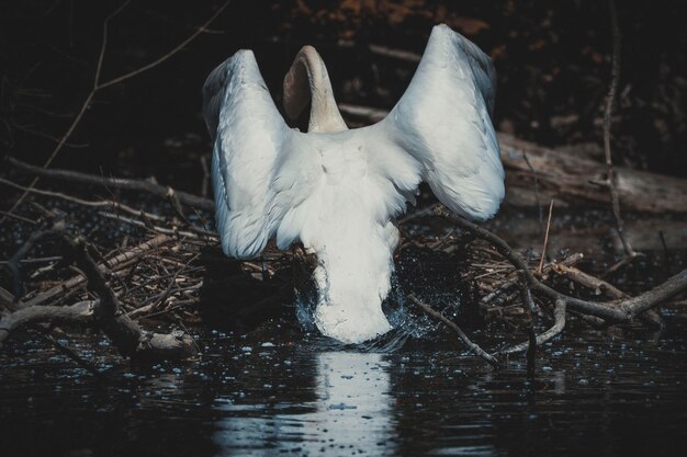 Photo white bird flying over lake