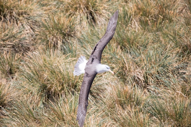 Photo white bird flying in a sunlight