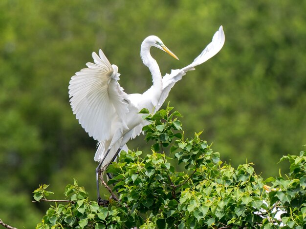 写真 白い鳥が飛んでいる