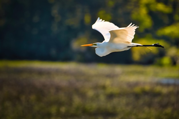 写真 白い鳥が飛んでいる