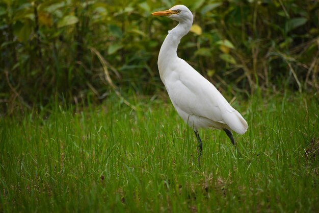 White bird on grass