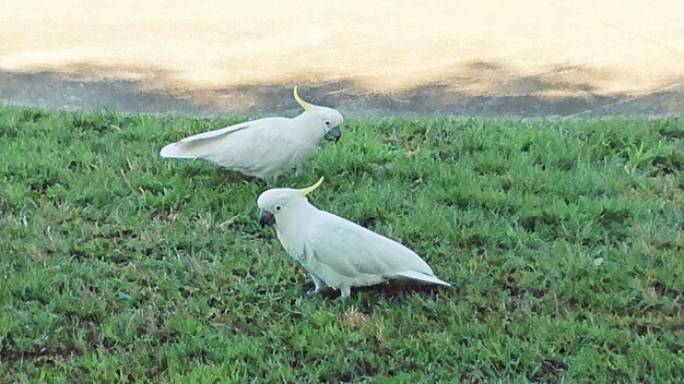 White bird on grass