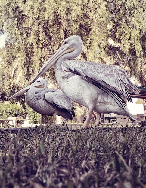 白い鳥のペリカン