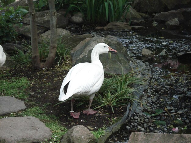 White bird perching on rock by plants