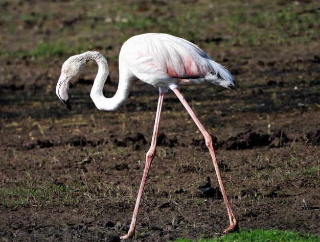 White bird standing in a water