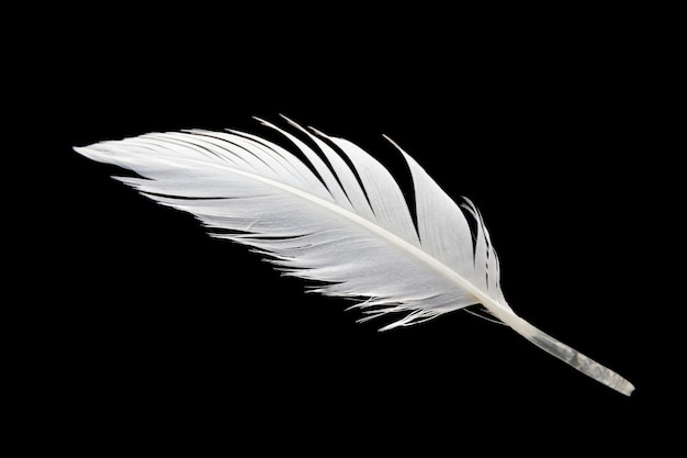 White bird wing feather isolated on black background