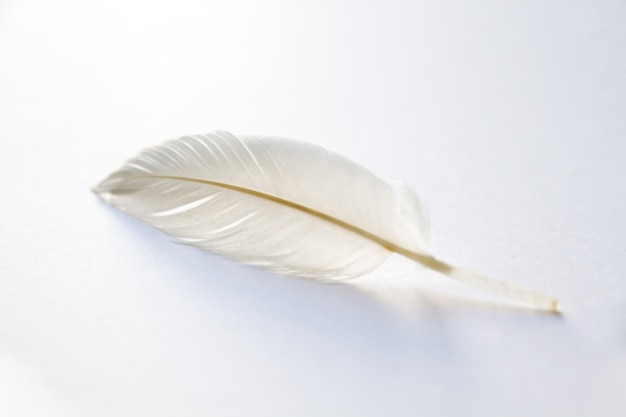 White bird wing feather on light background