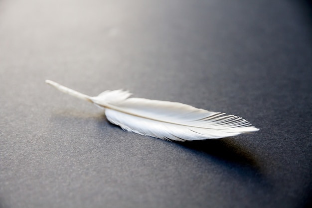 White bird wing feather resting on a dark elegant background