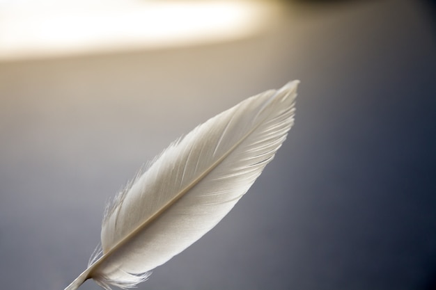 White bird wing feather resting on a dark elegant background