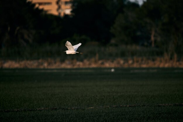 Photo white bird with a long black beak flying with outstretched wings over the fields albufera natural