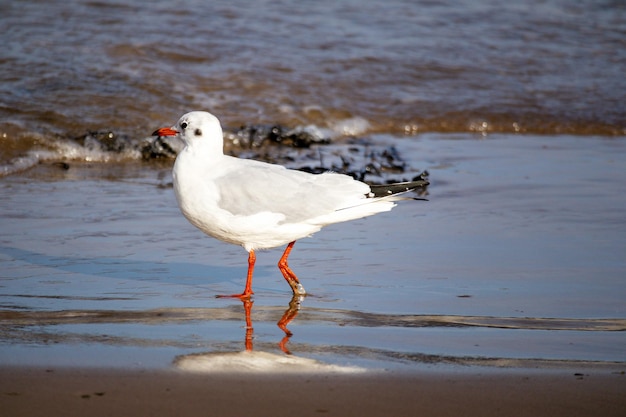 A white bird with orange beak