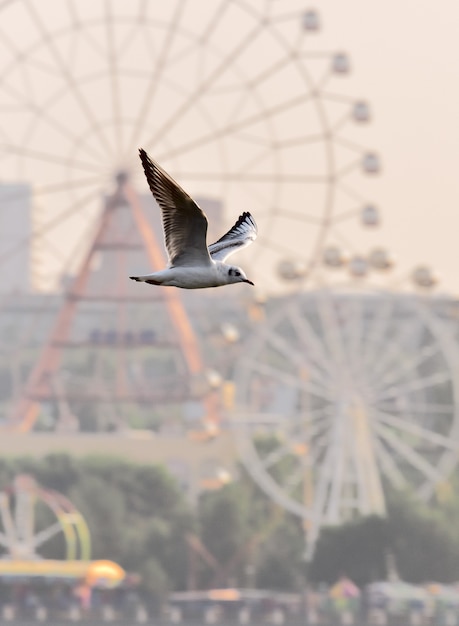 a white bird with outstretched wings in flight against the blurry background of a ferris wheel