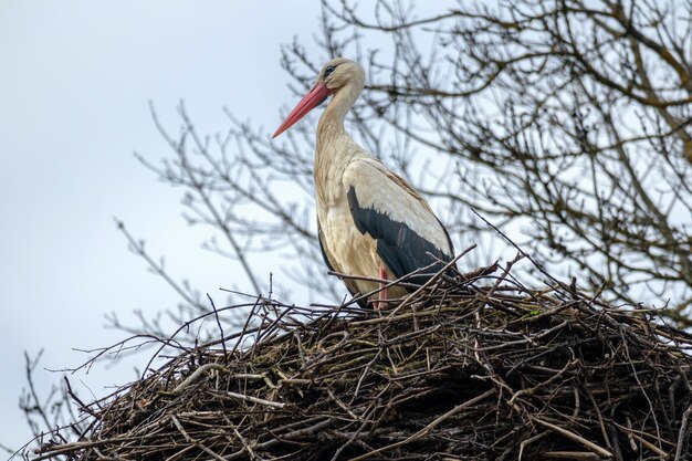 Photo a white bird with a red beak sits in a nest