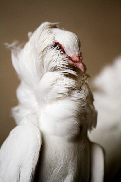 A white bird with a red eye is looking down.