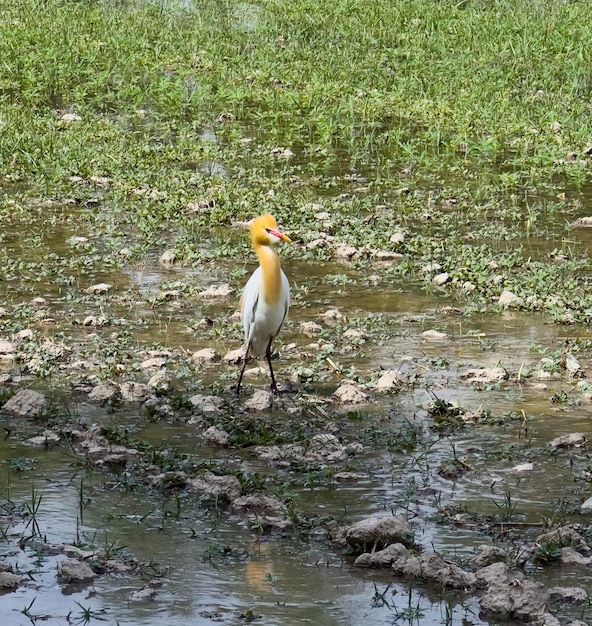 A white bird with a yellow head stands in a muddy puddle.