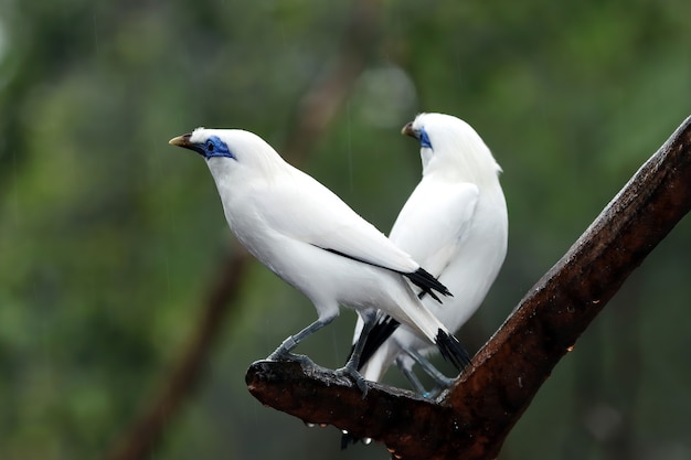 White birds closeup on a branch with blurred background