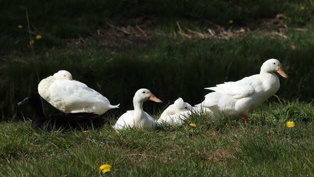 Photo white birds on field