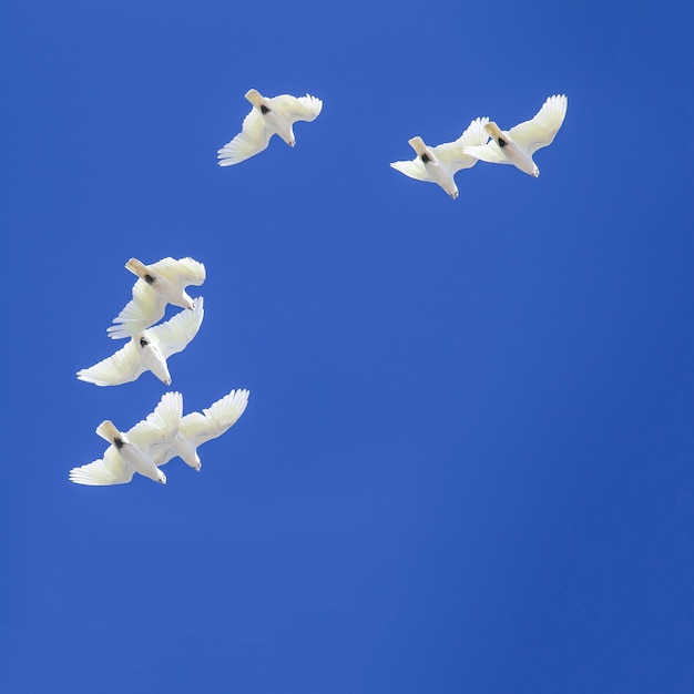 White birds flying high in blue sky