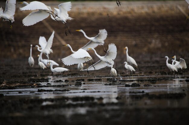 Photo white birds flying over lake