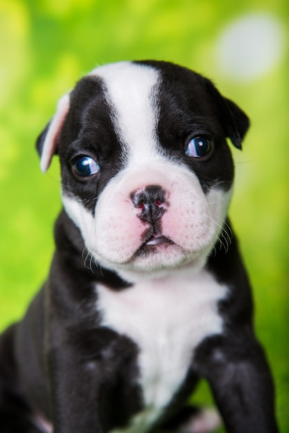 White black American Bullies puppy on green background