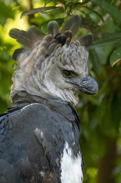 A white and black bird with a large black head.