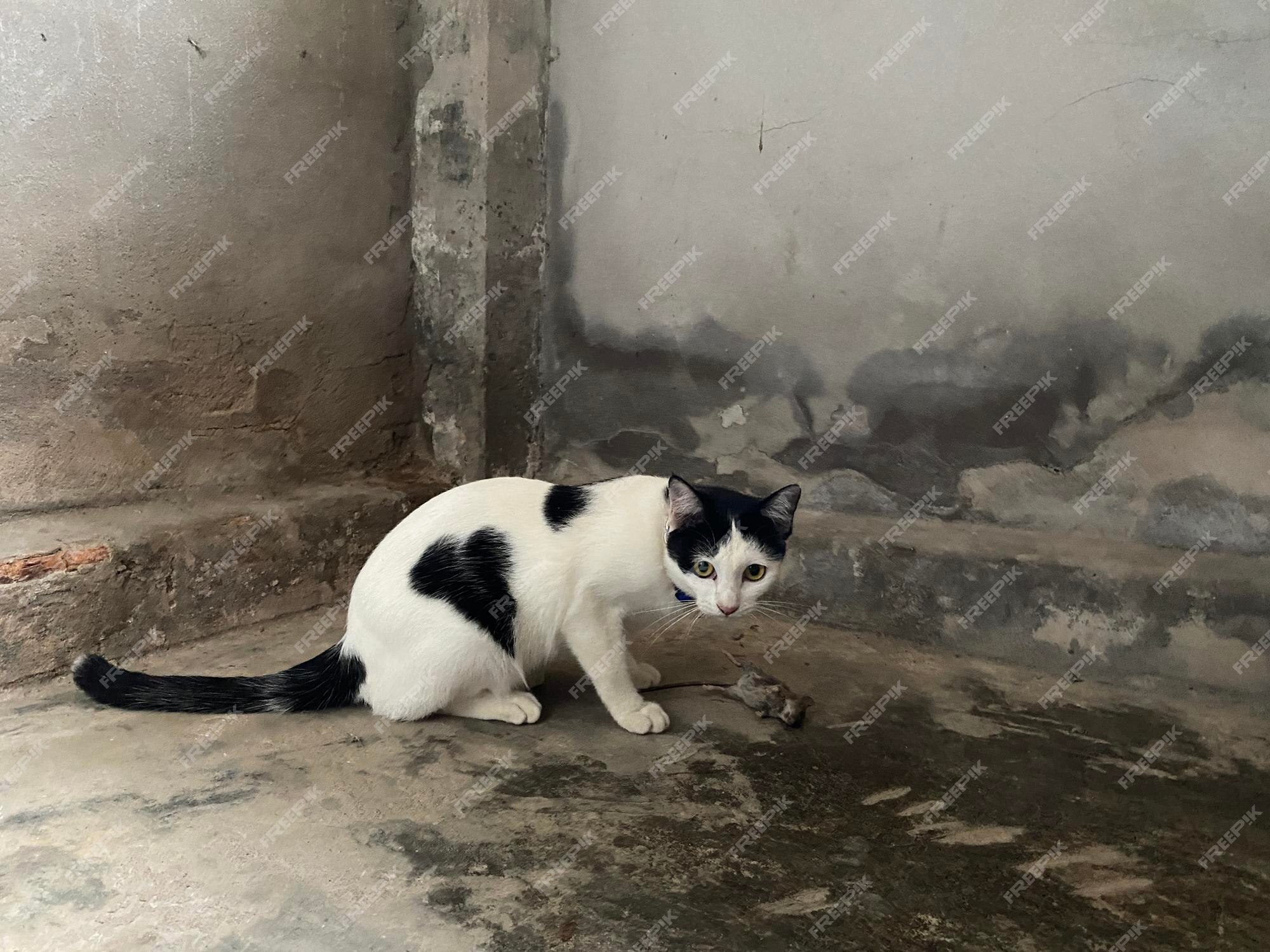 Cat Catching Mouse cat-catching-mouse