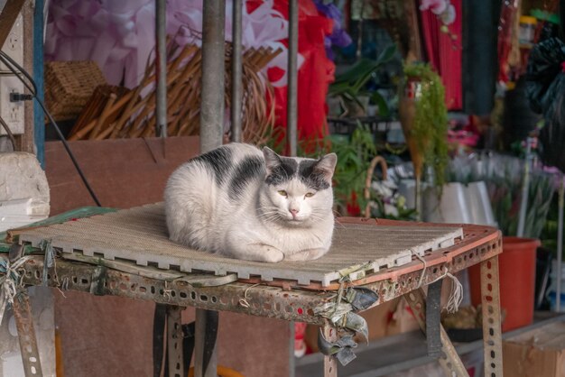 花の店の仮設テーブルに横たわっている白と黒の猫