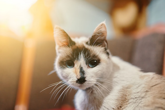 White and black cat.