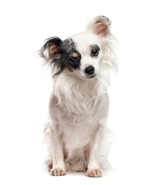 White and black Chihuahua sitting, isolated on white