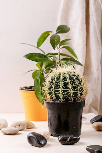 Foto rocce decorative bianche e nere e ciottoli con cactus e piante succulente sopra la parete di legno grigia