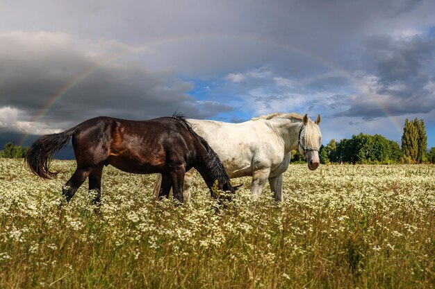 Foto cavalli bianchi e neri pascolano su un prato di fiori sotto un arcobaleno sotto la pioggia