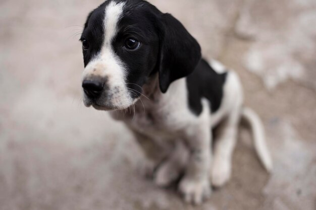 white and black puppy close up