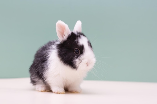 A white and black rabbit on a light blue background