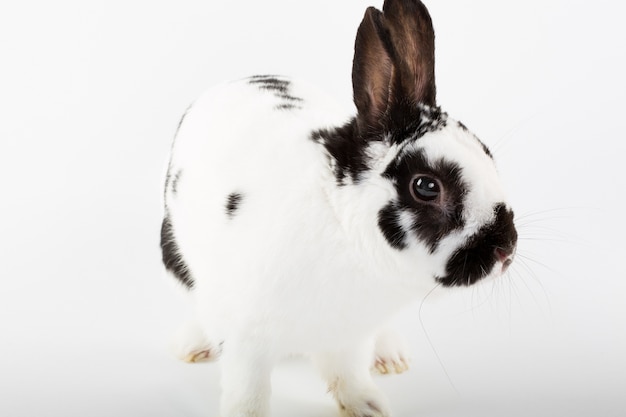 White and black rabbit