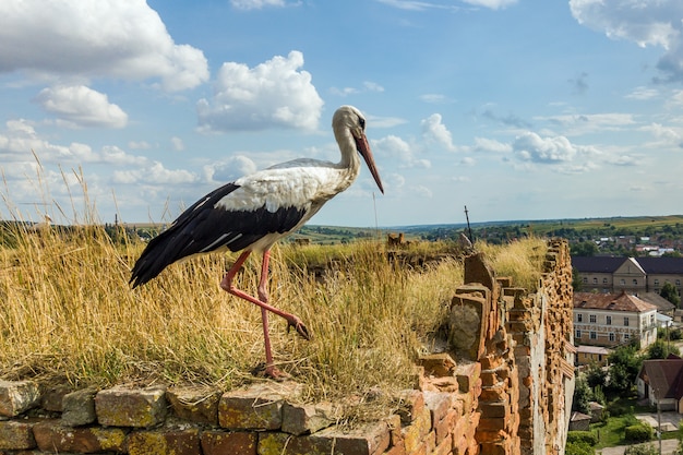 夏に古い台無しにされた建物に立っているコウノトリの白と黒の鳥。