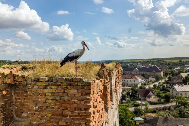 White and black stork bird standing on an old ruined building in summer.