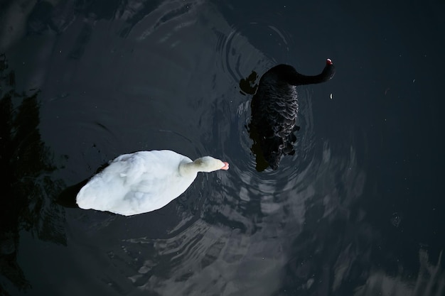 湖の白と黒の白鳥白鳥は湖で泳ぐ白と黒の白鳥のカップル