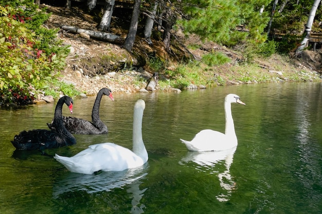 Foto cigni bianchi e neri in un bellissimo lago