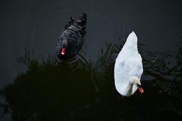 white and black swans white and black swan on the water