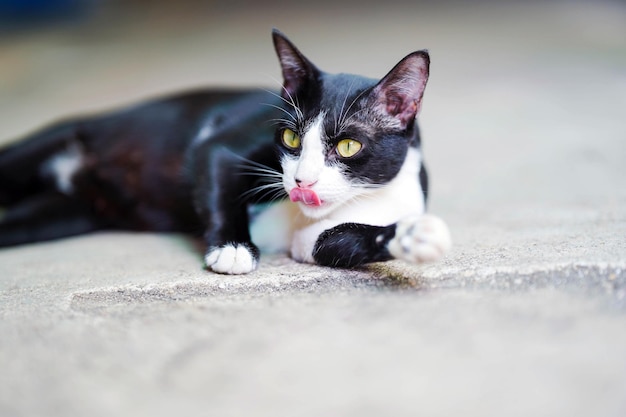 Foto gatto tailandese bianco e nero sdraiato con la lingua fuori sul pavimento di cemento