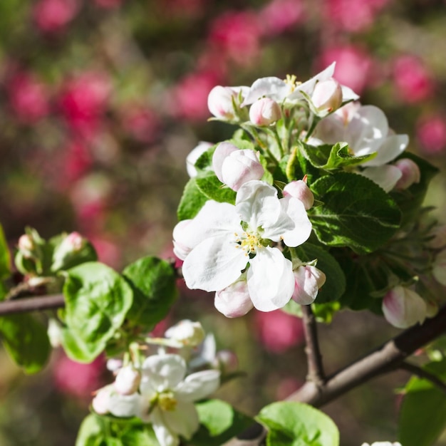 White bloom of flowering apple tree