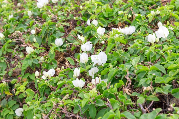 エジプトの白い咲くブーゲンビリアの花のクローズアップ