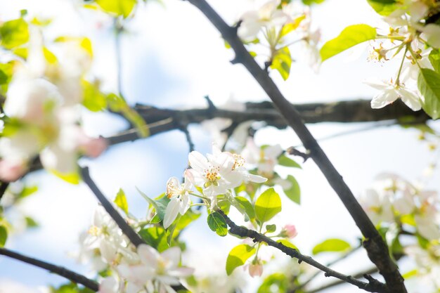 White blooming cherry blossom branch in front of a blue sky