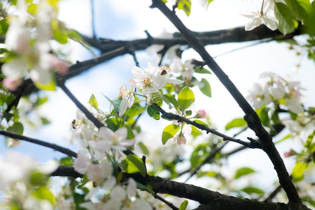 White blooming cherry blossom branch in front of a blue sky