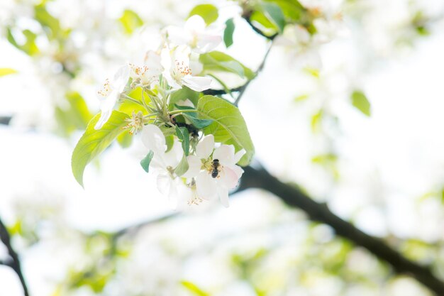 White blooming cherry blossom branch in front of a blue sky