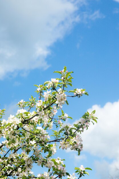 White blooming cherry blossom branch in front of a blue sky