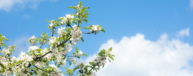 White blooming cherry blossom branch in front of a blue sky