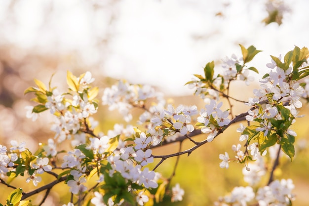 White blooming cherry tree. Natural close up photography. Spring theme.