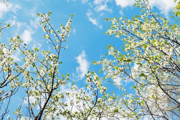 White blooming cherry trees on blue sk