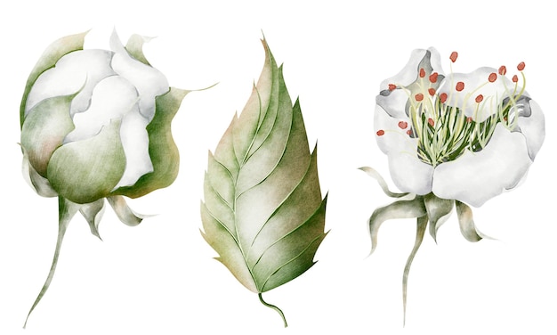 White blooming flowers with leaves on a twig isolated elements set